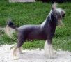 Gingery's Blackberry Dynomite Chinese Crested